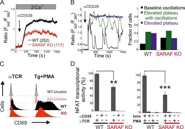 https://cdn.ncbi.nlm.nih.gov/pmc/blobs/ee1a/8562847/306d370c24ad/JCB_202104007_Fig7.jpg