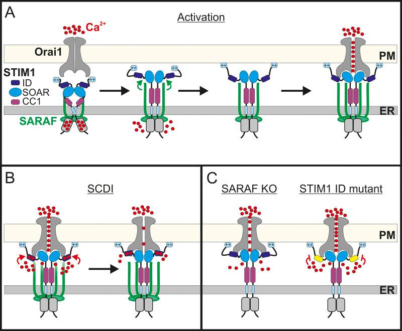 https://cdn.ncbi.nlm.nih.gov/pmc/blobs/ee1a/8562847/45ca933187e8/JCB_202104007_Fig8.jpg