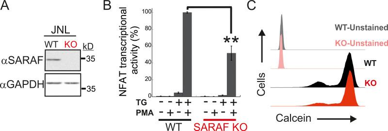 https://cdn.ncbi.nlm.nih.gov/pmc/blobs/ee1a/8562847/493e62ad492b/JCB_202104007_FigS5.jpg