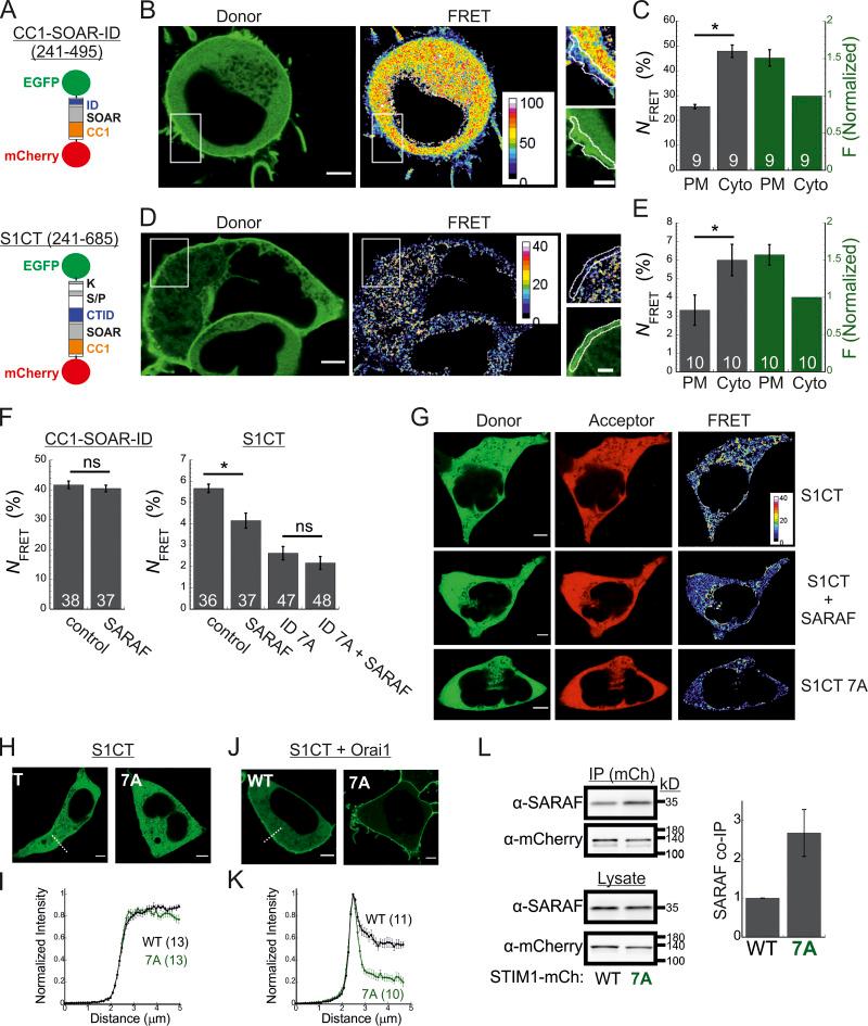 https://cdn.ncbi.nlm.nih.gov/pmc/blobs/ee1a/8562847/7daf877026b6/JCB_202104007_Fig5.jpg