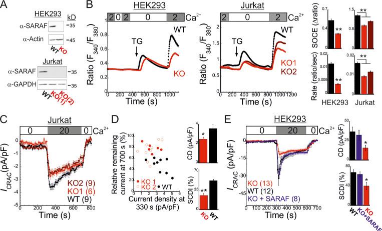 https://cdn.ncbi.nlm.nih.gov/pmc/blobs/ee1a/8562847/a4d7b9935c10/JCB_202104007_Fig1.jpg