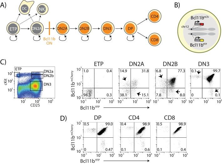 https://cdn.ncbi.nlm.nih.gov/pmc/blobs/ee1c/6245732/a082ea28c374/elife-37851-fig1.jpg