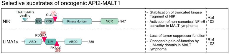 https://cdn.ncbi.nlm.nih.gov/pmc/blobs/ee1e/11165066/379059b9f30d/fimmu-15-1412347-g005.jpg