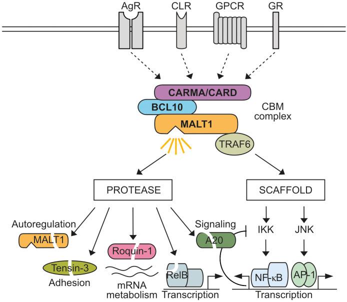 https://cdn.ncbi.nlm.nih.gov/pmc/blobs/ee1e/11165066/81c815344bda/fimmu-15-1412347-g001.jpg