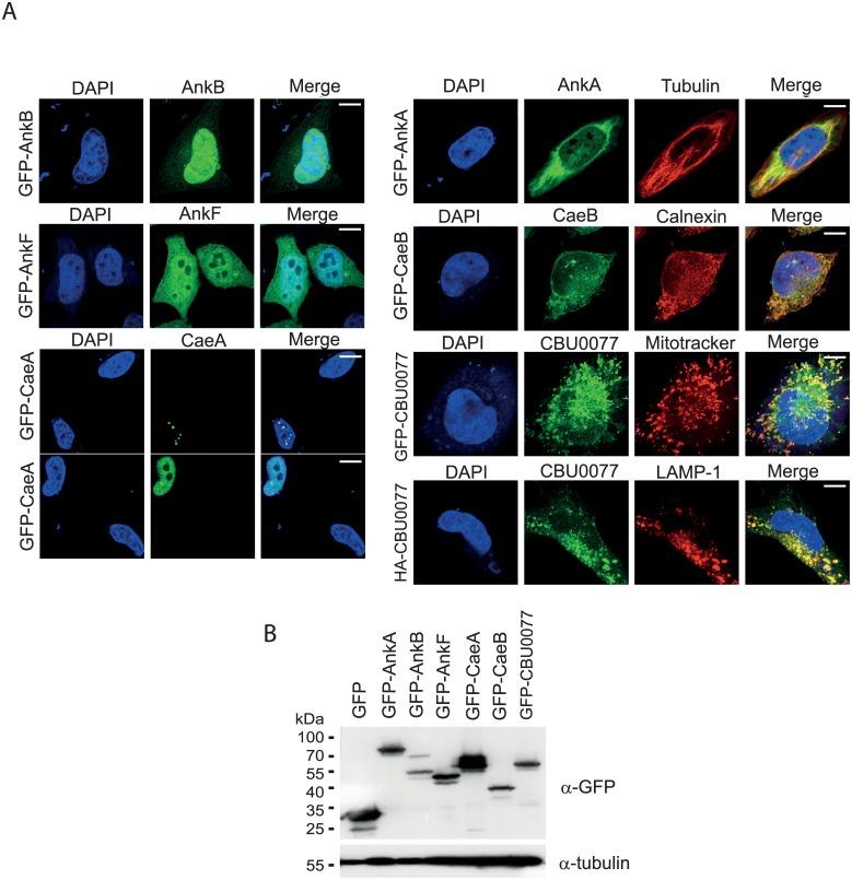 https://cdn.ncbi.nlm.nih.gov/pmc/blobs/ee26/4731203/c4541311c082/pone.0148032.g001.jpg