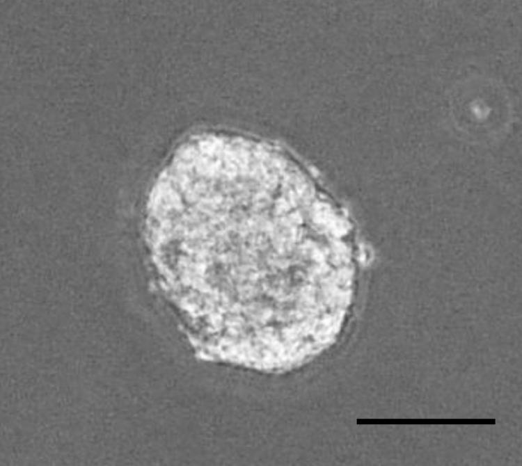 https://cdn.ncbi.nlm.nih.gov/pmc/blobs/ee2d/8102160/dc133b62e8b5/gr2.jpg