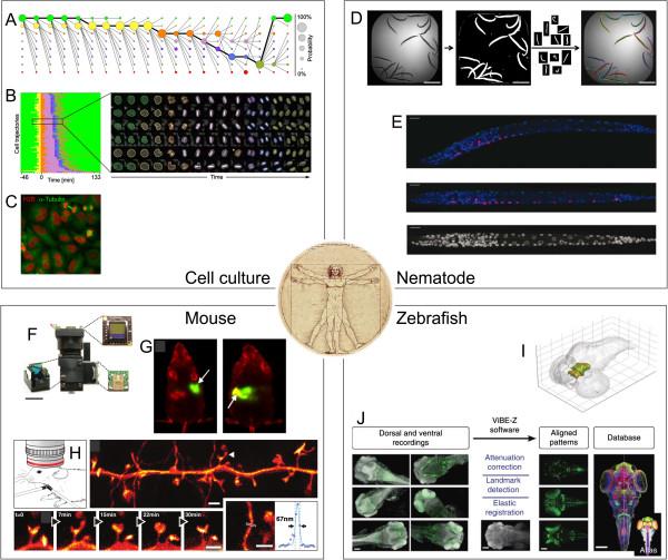 https://cdn.ncbi.nlm.nih.gov/pmc/blobs/ee32/3627909/949c8b32e7e7/1478-811X-11-24-2.jpg