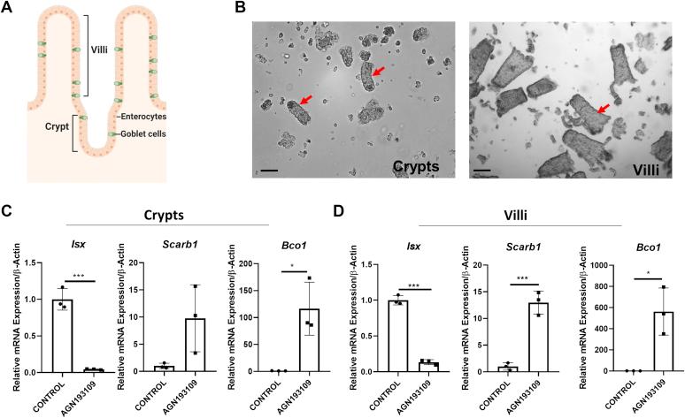 https://cdn.ncbi.nlm.nih.gov/pmc/blobs/ee32/8010212/23cec0916bcc/gr6.jpg