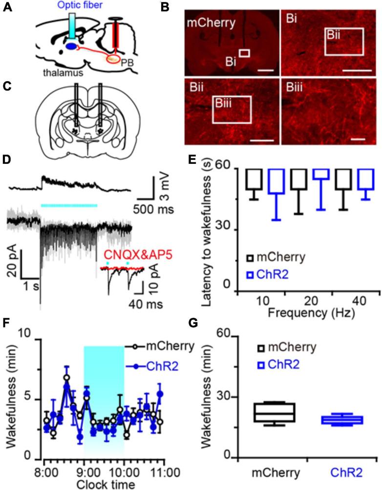 https://cdn.ncbi.nlm.nih.gov/pmc/blobs/ee34/8027131/5897489078b2/fnins-15-645877-g006.jpg