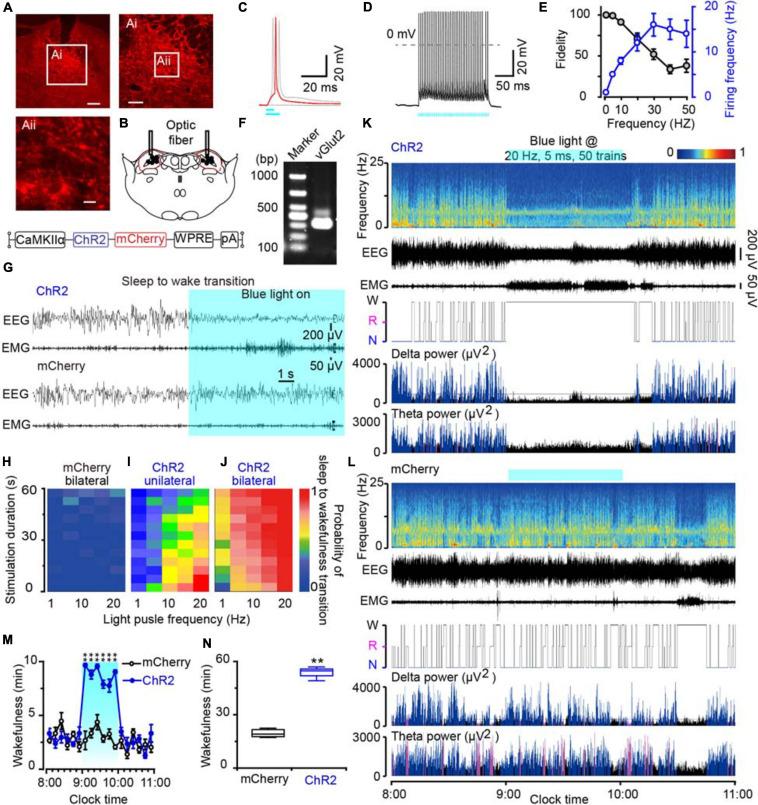 https://cdn.ncbi.nlm.nih.gov/pmc/blobs/ee34/8027131/c99dbcdb21ca/fnins-15-645877-g004.jpg