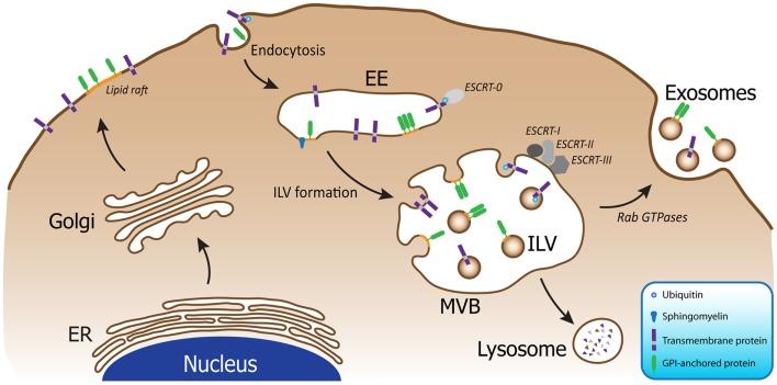 https://cdn.ncbi.nlm.nih.gov/pmc/blobs/ee37/3342525/51c67a66bf55/fphys-03-00124-g001.jpg