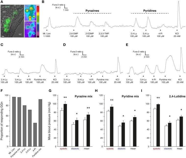 https://cdn.ncbi.nlm.nih.gov/pmc/blobs/ee39/4517376/d11d7167df38/fnins-09-00253-g0003.jpg