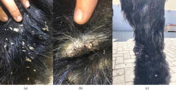 https://cdn.ncbi.nlm.nih.gov/pmc/blobs/ee43/12041626/d1b2ac9f6afe/JPR2025-8948099.001.jpg