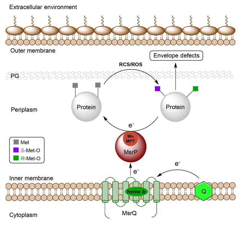 https://cdn.ncbi.nlm.nih.gov/pmc/blobs/ee46/4700593/27e051194492/emss-65378-f0006.jpg