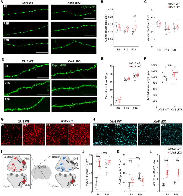 https://cdn.ncbi.nlm.nih.gov/pmc/blobs/ee4a/10350823/11d7069becda/EMBJ-42-e111790-g002.jpg