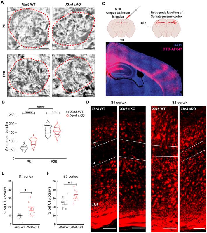 https://cdn.ncbi.nlm.nih.gov/pmc/blobs/ee4a/10350823/7f7f19efcf77/EMBJ-42-e111790-g011.jpg