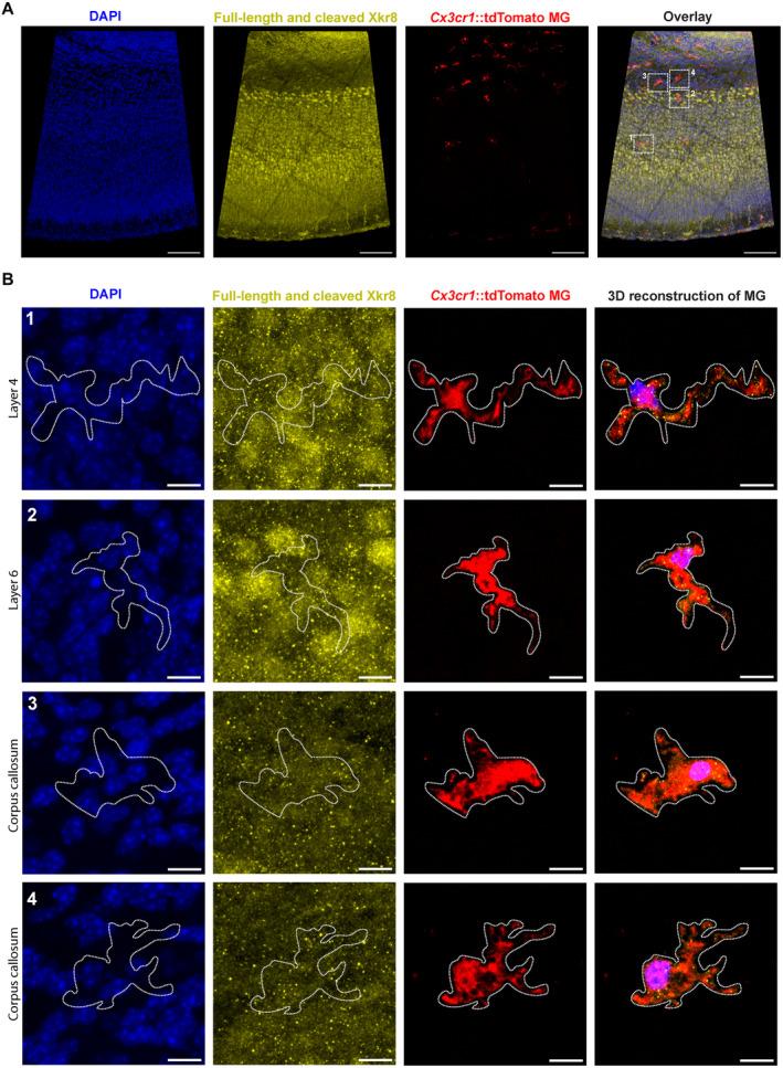 https://cdn.ncbi.nlm.nih.gov/pmc/blobs/ee4a/10350823/ba9d8ced0c13/EMBJ-42-e111790-g006.jpg