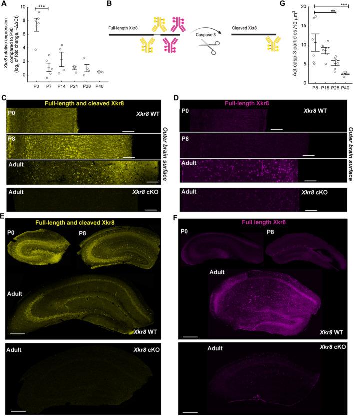https://cdn.ncbi.nlm.nih.gov/pmc/blobs/ee4a/10350823/d7e0d58975d4/EMBJ-42-e111790-g005.jpg