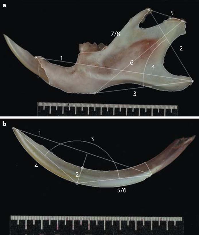 https://cdn.ncbi.nlm.nih.gov/pmc/blobs/ee4c/3718574/71d3e456ecf0/cto-0196-0420-g01.jpg