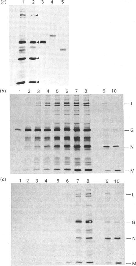 https://cdn.ncbi.nlm.nih.gov/pmc/blobs/ee4e/1136626/0560e573b4b1/biochemj00192-0168-a.jpg