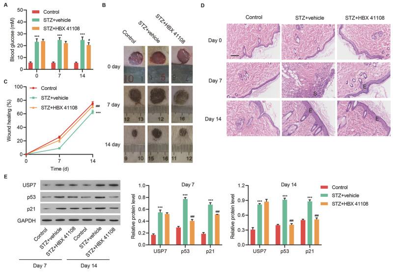 https://cdn.ncbi.nlm.nih.gov/pmc/blobs/ee4e/9828104/d8d8f92d3b26/abbs-2021-490-t5.jpg