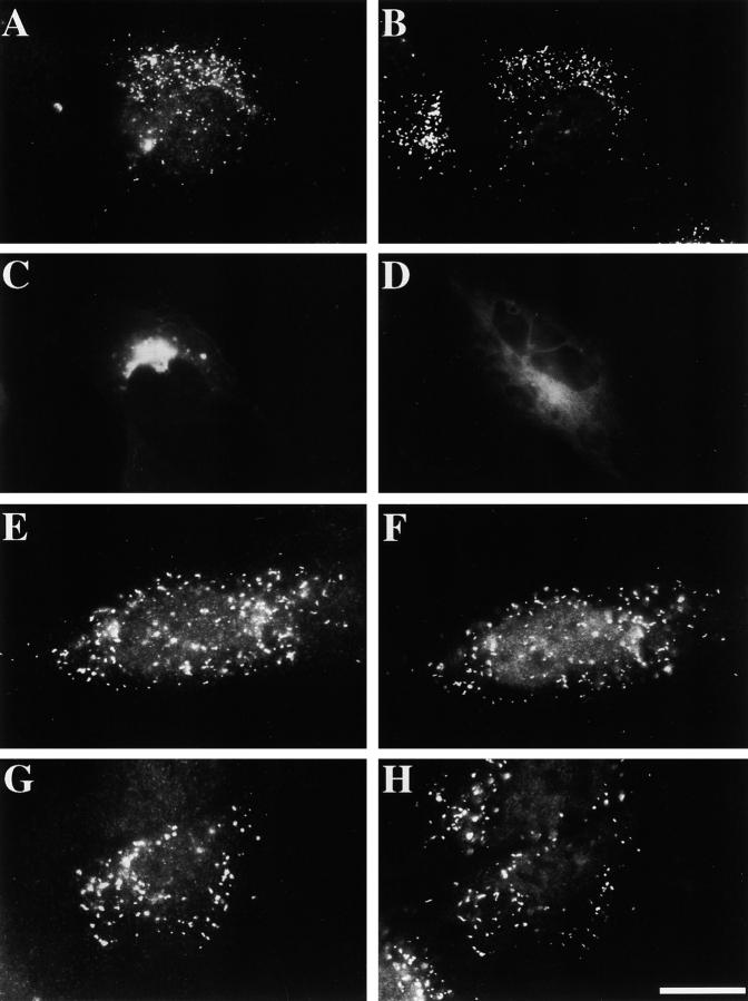 https://cdn.ncbi.nlm.nih.gov/pmc/blobs/ee57/2175136/f752959c1c1d/JCB0004035.f8.jpg