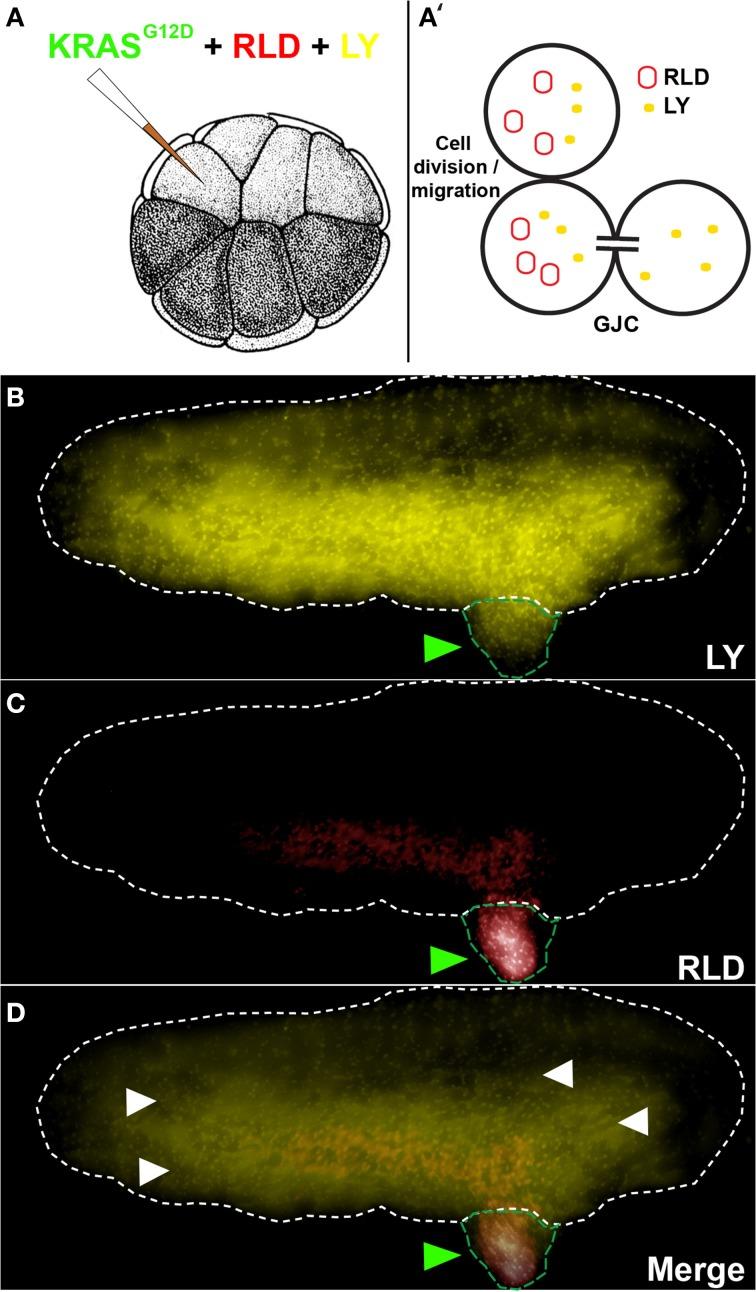 https://cdn.ncbi.nlm.nih.gov/pmc/blobs/ee58/4298169/29f77d1f6572/fphys-05-00519-g0001.jpg