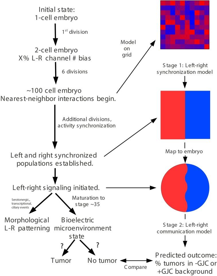 https://cdn.ncbi.nlm.nih.gov/pmc/blobs/ee58/4298169/f5843ac8338e/fphys-05-00519-g0004.jpg
