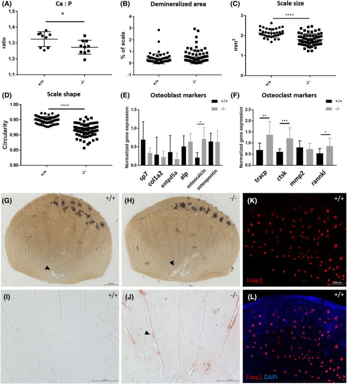 https://cdn.ncbi.nlm.nih.gov/pmc/blobs/ee59/11877993/60f9e4e31c7a/DVDY-254-240-g006.jpg