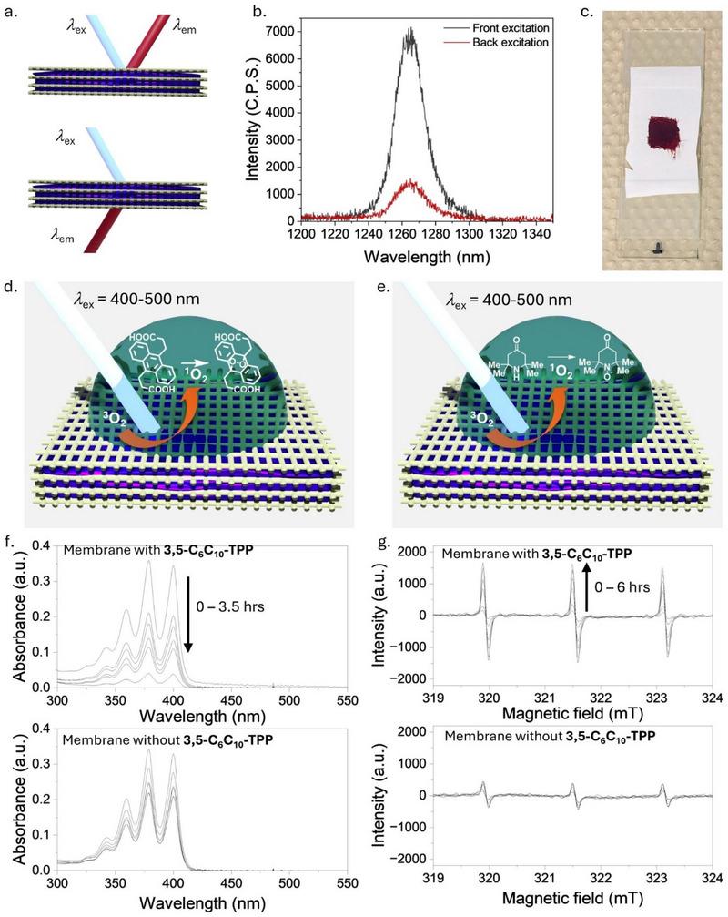 https://cdn.ncbi.nlm.nih.gov/pmc/blobs/ee5d/12160971/5be1cf65a498/CHEM-31-e202500739-g004.jpg