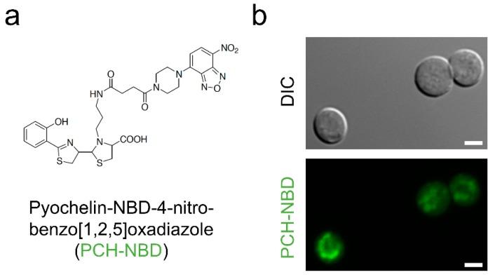 https://cdn.ncbi.nlm.nih.gov/pmc/blobs/ee5d/6617096/41eebe77f87a/jof-05-00048-g005.jpg