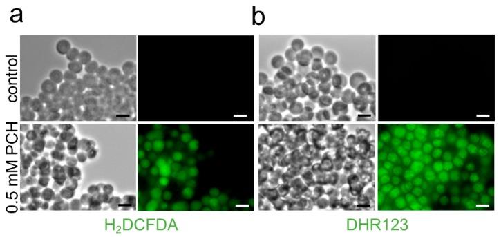 https://cdn.ncbi.nlm.nih.gov/pmc/blobs/ee5d/6617096/9466c01433ec/jof-05-00048-g006.jpg
