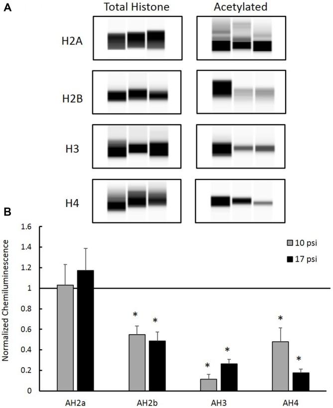 https://cdn.ncbi.nlm.nih.gov/pmc/blobs/ee60/4976110/7b0787a02c20/fnmol-09-00064-g0003.jpg
