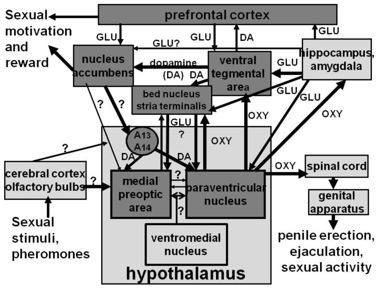 https://cdn.ncbi.nlm.nih.gov/pmc/blobs/ee64/9312911/3470944b2234/brainsci-12-00826-g003.jpg