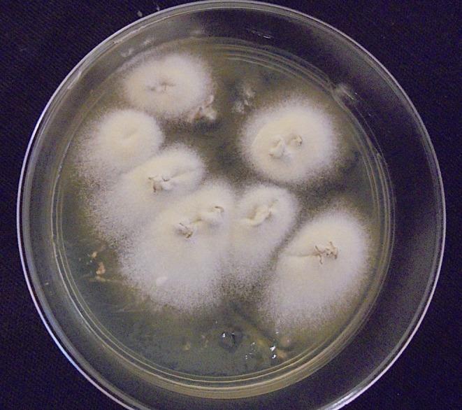 https://cdn.ncbi.nlm.nih.gov/pmc/blobs/ee68/12181758/a277eab63e62/MYC-68-e70082-g003.jpg