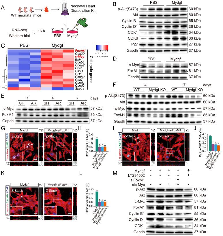 https://cdn.ncbi.nlm.nih.gov/pmc/blobs/ee72/7415811/1988b642aaa2/thnov10p9100g004.jpg