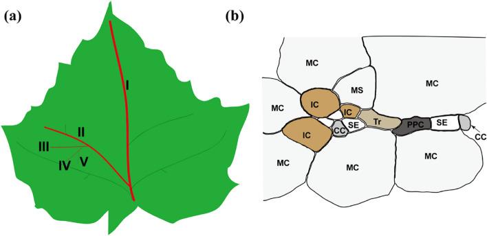 https://cdn.ncbi.nlm.nih.gov/pmc/blobs/ee73/11740855/7390bedc11c7/44307_2024_22_Fig2_HTML.jpg