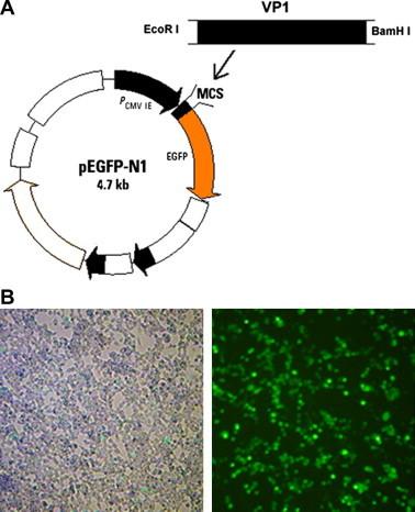 https://cdn.ncbi.nlm.nih.gov/pmc/blobs/ee73/7127796/40d0e88ab11c/gr2.jpg