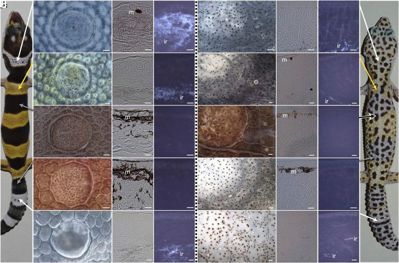 https://cdn.ncbi.nlm.nih.gov/pmc/blobs/ee75/11260152/10b73e3f33b0/pnas.2400486121fig02.jpg