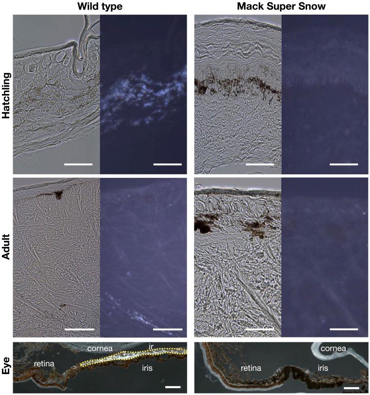 https://cdn.ncbi.nlm.nih.gov/pmc/blobs/ee75/11260152/3bd7c1e08784/pnas.2400486121fig04.jpg
