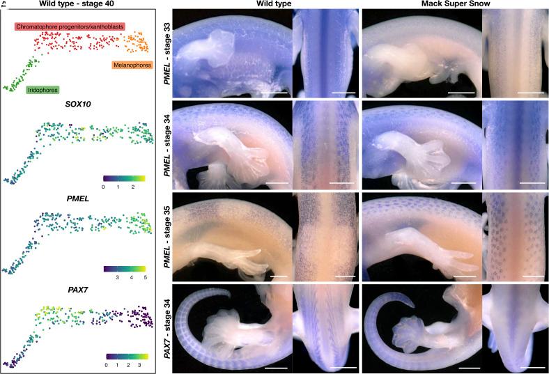 https://cdn.ncbi.nlm.nih.gov/pmc/blobs/ee75/11260152/b0b635e2f6c8/pnas.2400486121fig06.jpg