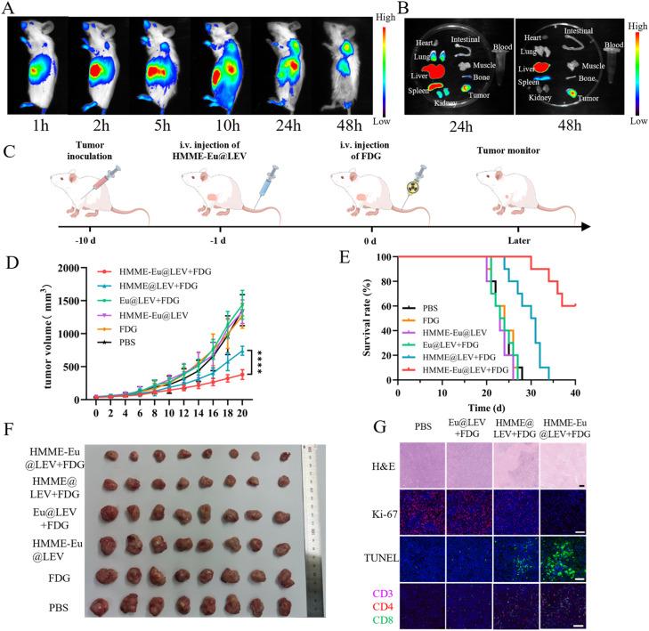 https://cdn.ncbi.nlm.nih.gov/pmc/blobs/ee76/12314323/4d670089f31f/gr6.jpg