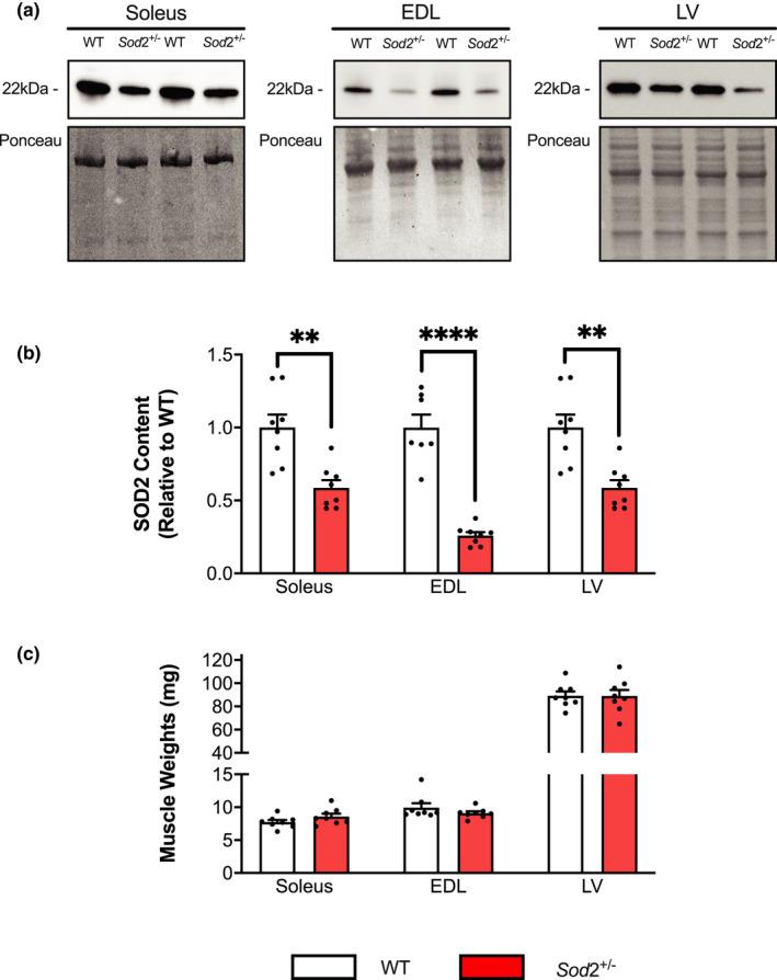 https://cdn.ncbi.nlm.nih.gov/pmc/blobs/ee76/9114654/a901abab37c0/PHY2-10-e15285-g002.jpg