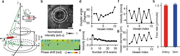 https://cdn.ncbi.nlm.nih.gov/pmc/blobs/ee77/5308771/035157745f2c/i1552-5783-58-2-981-f03.jpg