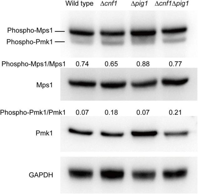 https://cdn.ncbi.nlm.nih.gov/pmc/blobs/ee7b/8920546/b09b00f4b08d/fmicb-13-843838-g006.jpg