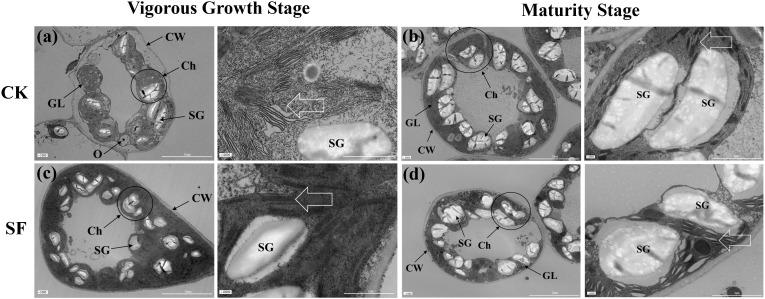 https://cdn.ncbi.nlm.nih.gov/pmc/blobs/ee81/12406223/80a66522838b/fpls-16-1654657-g002.jpg