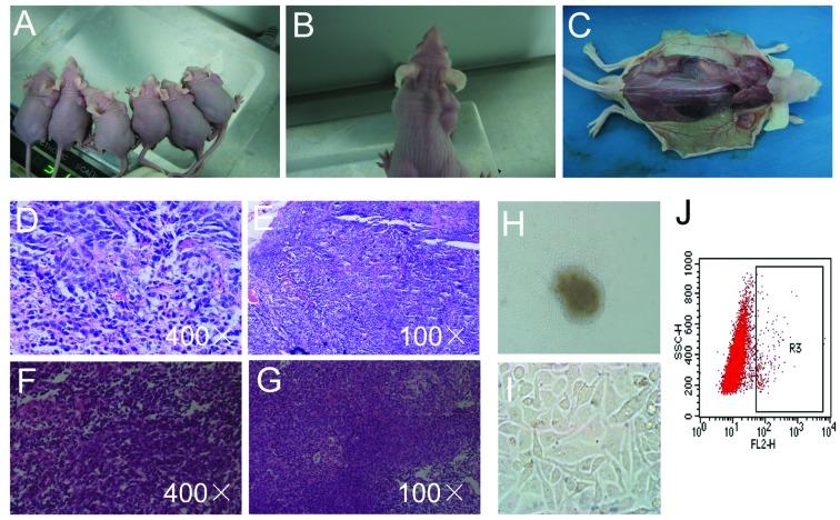 https://cdn.ncbi.nlm.nih.gov/pmc/blobs/ee82/3729244/fdc5d783d48e/OR-30-01-0057-g04.jpg