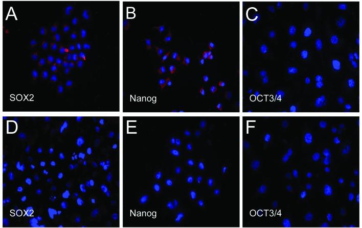 https://cdn.ncbi.nlm.nih.gov/pmc/blobs/ee82/3729244/fef972873b23/OR-30-01-0057-g01.jpg