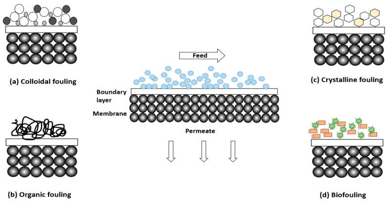 https://cdn.ncbi.nlm.nih.gov/pmc/blobs/ee83/10538012/0606e3e5f31c/membranes-13-00789-g009.jpg
