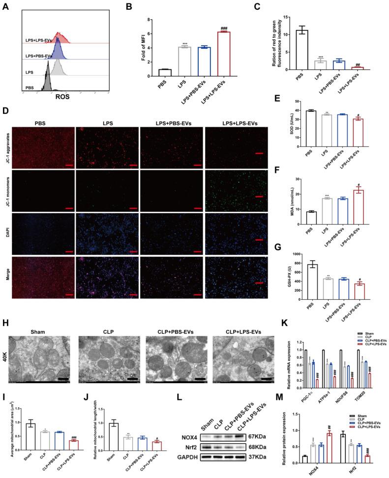 https://cdn.ncbi.nlm.nih.gov/pmc/blobs/ee83/10620832/38cda2efb669/ijbsv19p5055g006.jpg